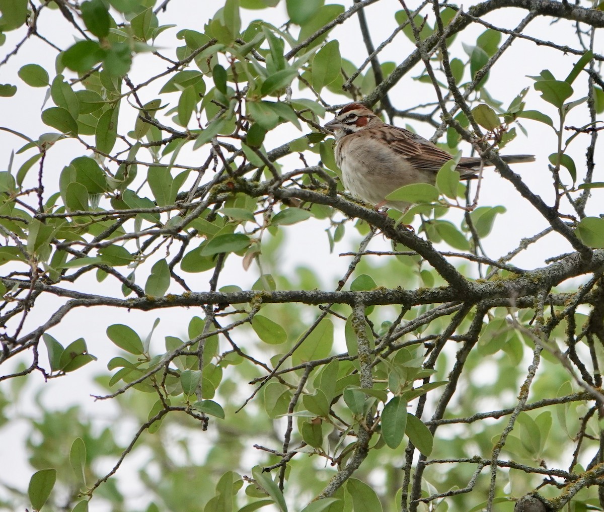 Lark Sparrow - ML569390481