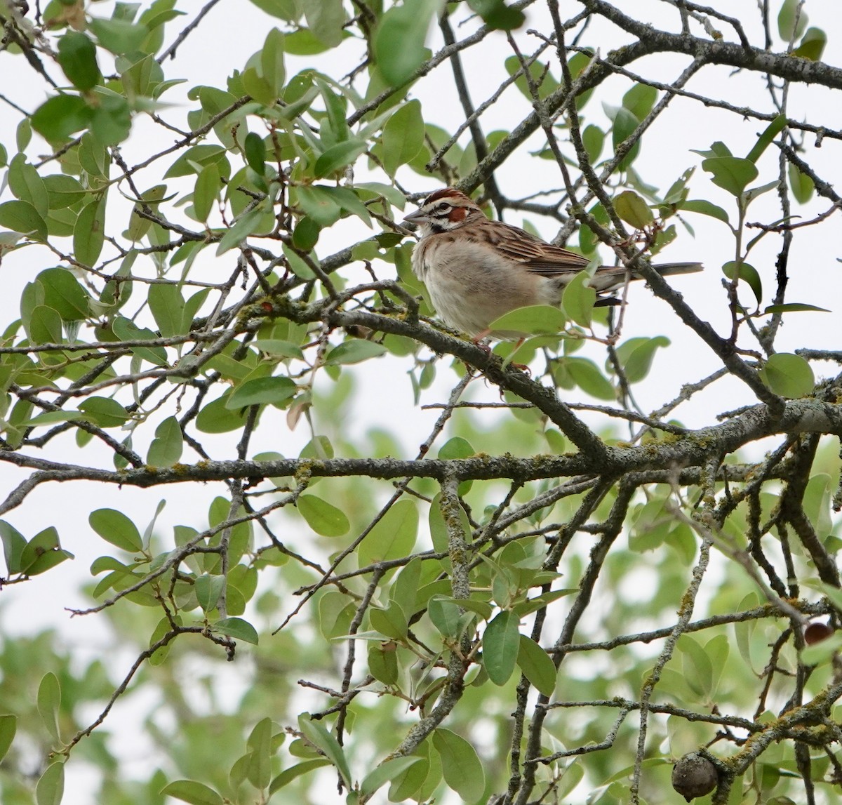 Bruant à joues marron - ML569390491