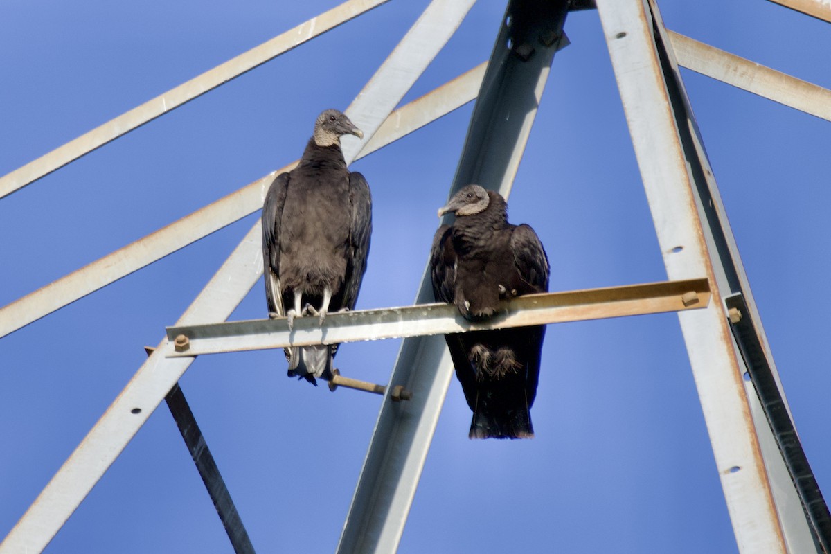 Black Vulture - ML569390991