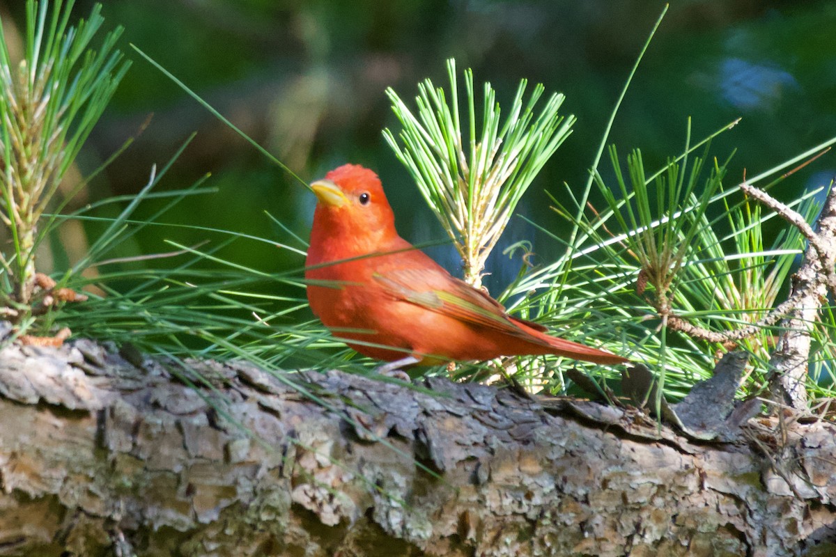 Summer Tanager - ML569391081