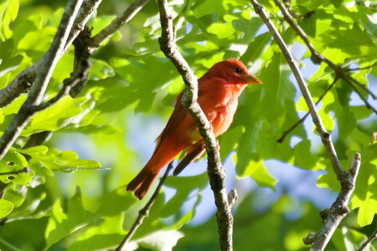 Summer Tanager - ML569391091