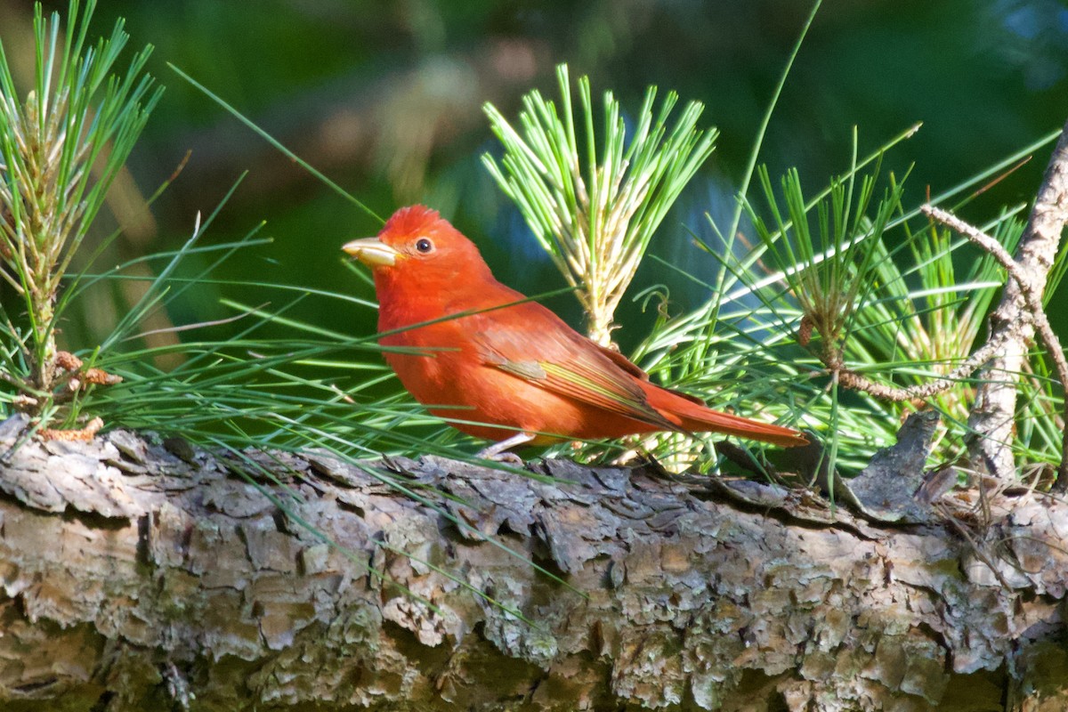 Summer Tanager - ML569391101