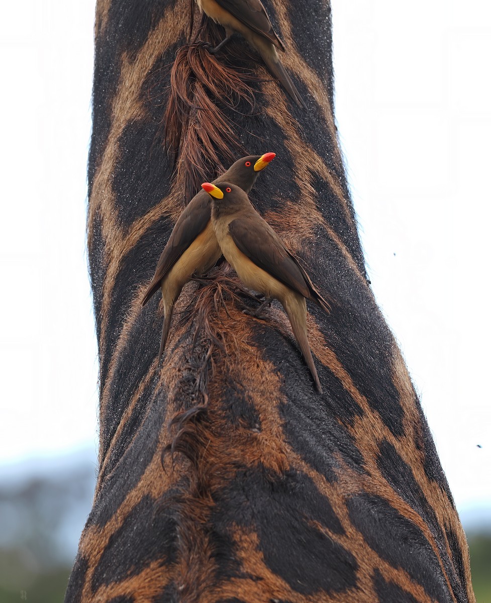 Yellow-billed Oxpecker - ML569391141