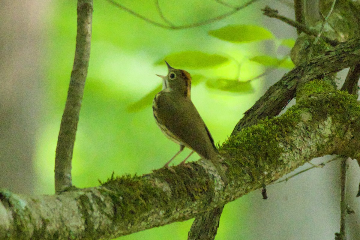 Ovenbird - ML569391191