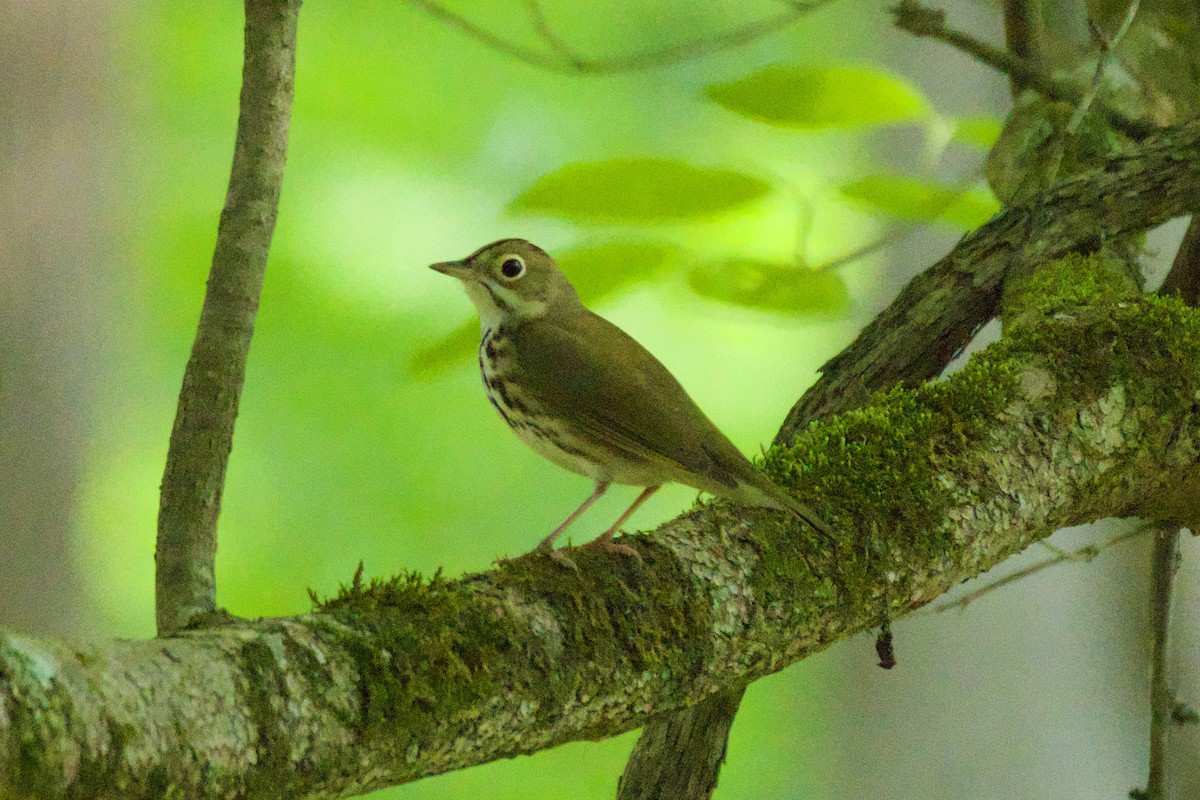 Ovenbird - ML569391211