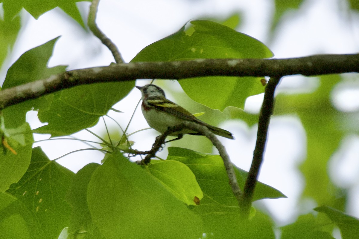 Chestnut-sided Warbler - ML569391301