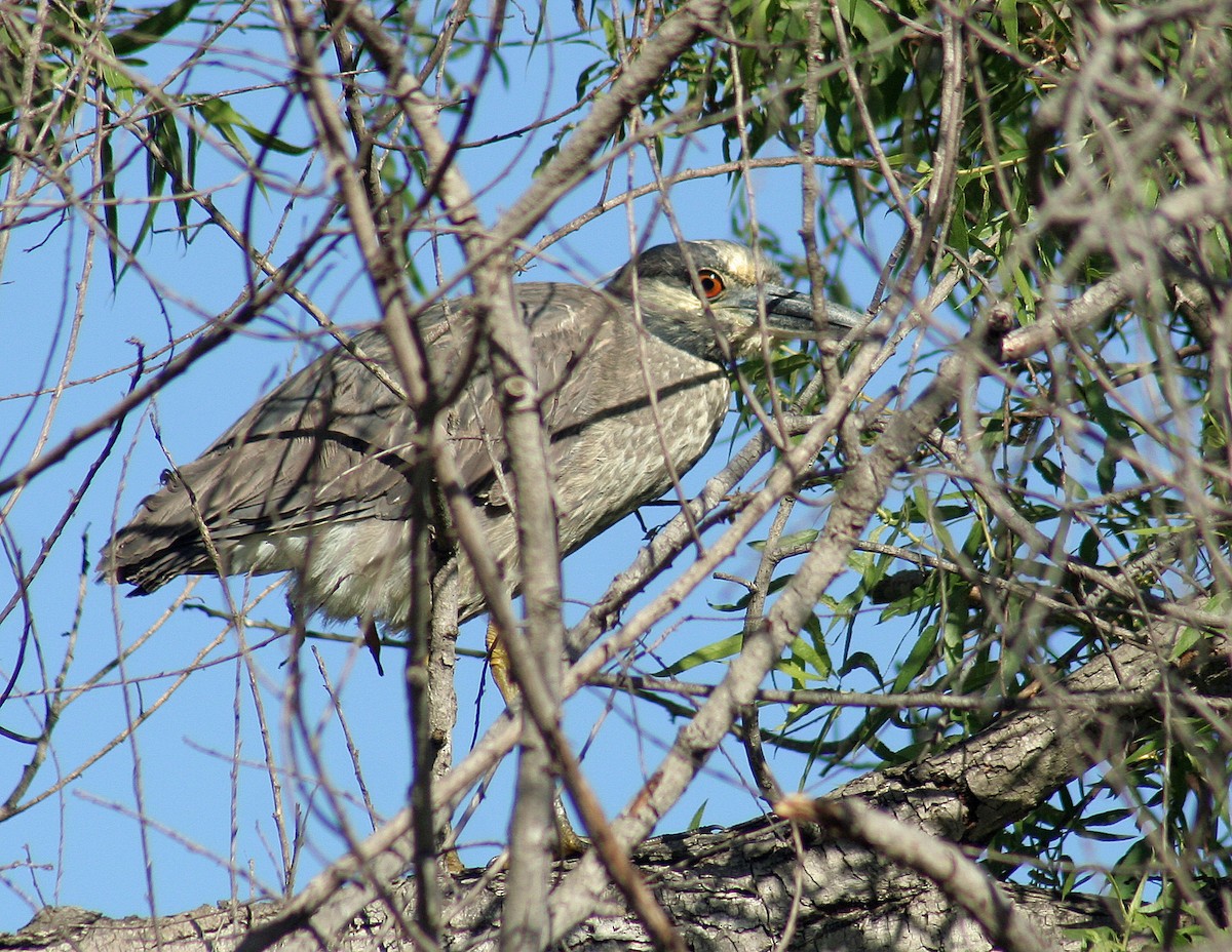 Yellow-crowned Night Heron - john fitch