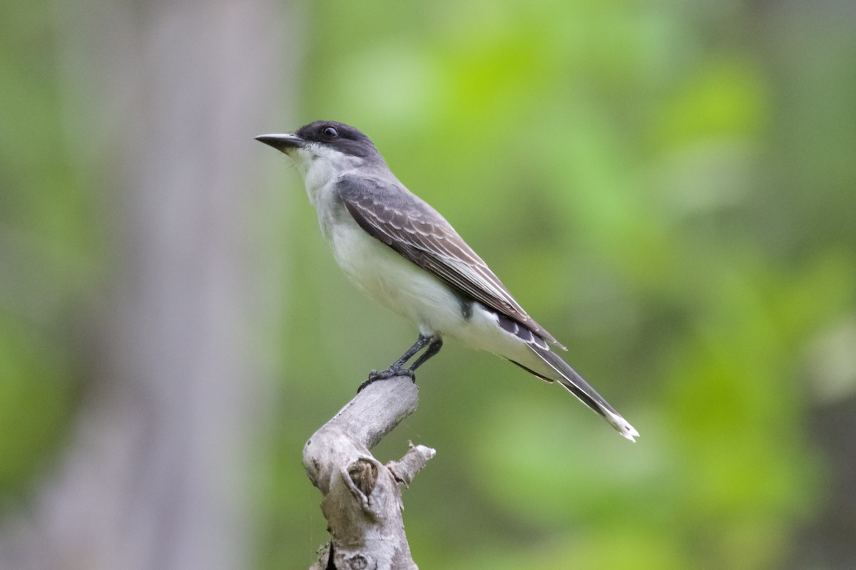 Eastern Kingbird - ML569391541