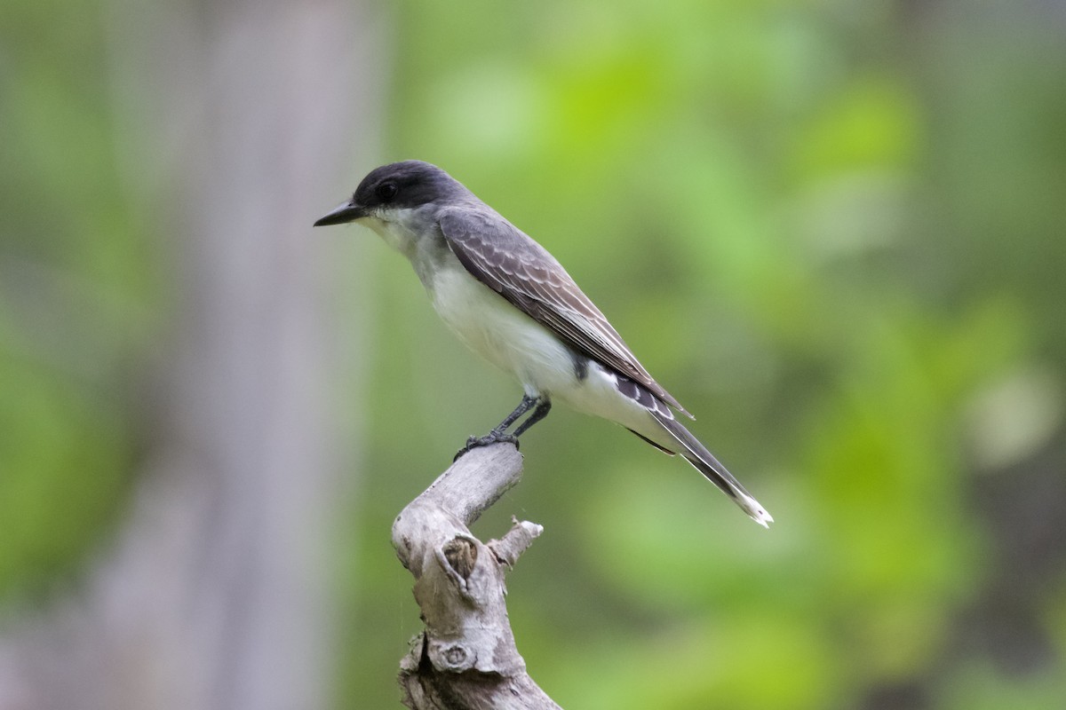 Eastern Kingbird - ML569391551