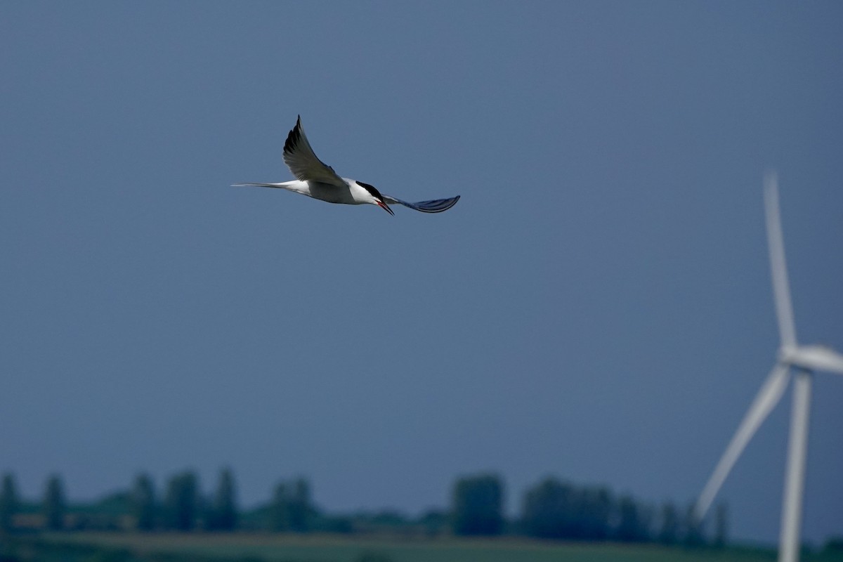 Крячок річковий - ML569392781