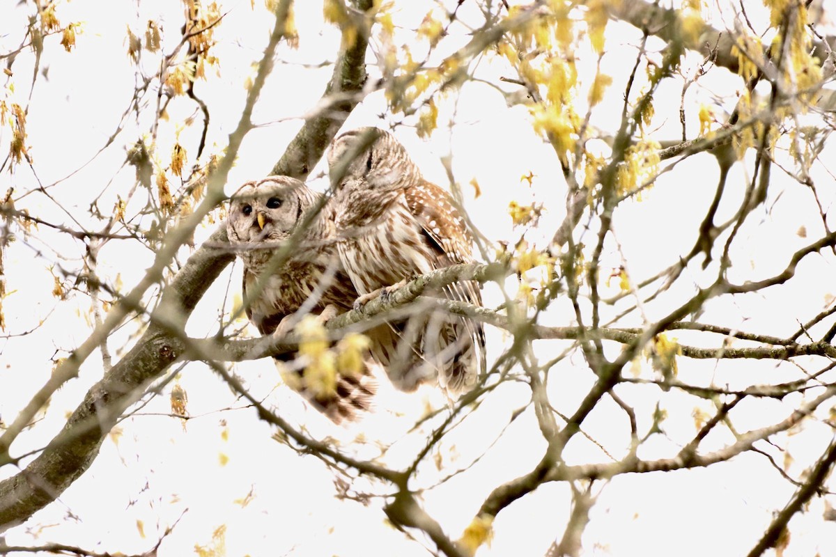 Barred Owl - ML569392791