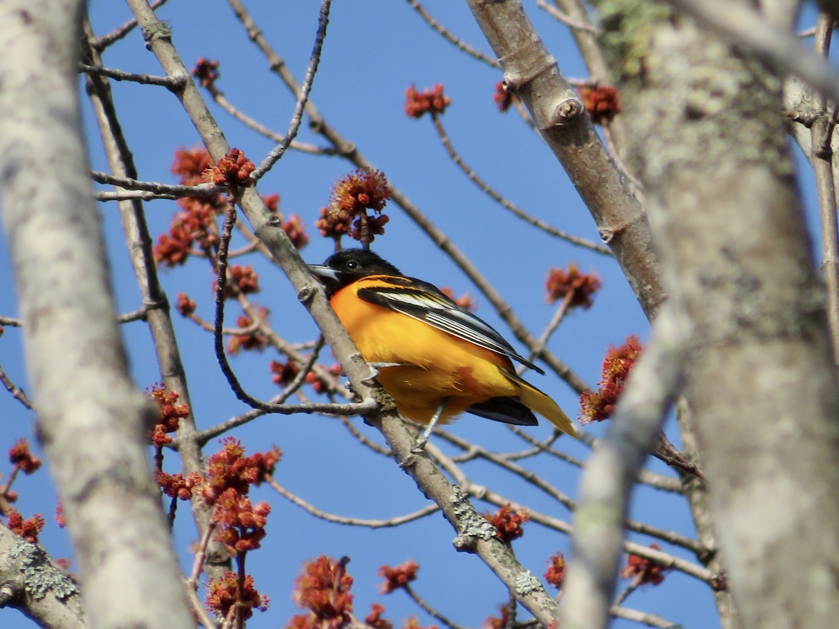 Baltimore Oriole - ML569393111