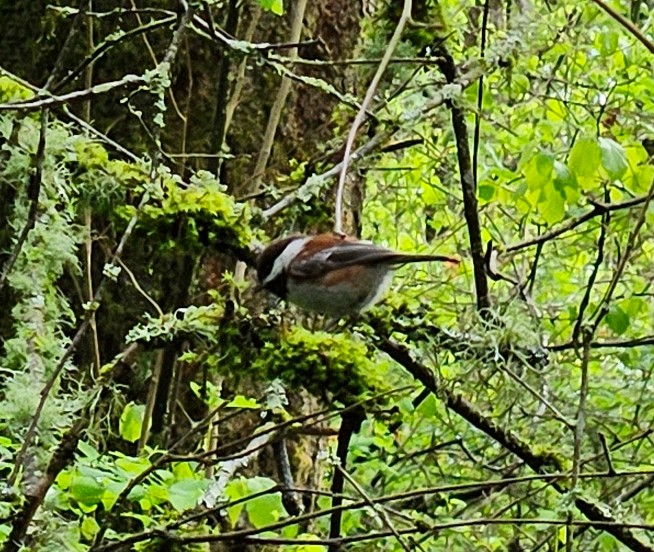 Chestnut-backed Chickadee - ML569393161