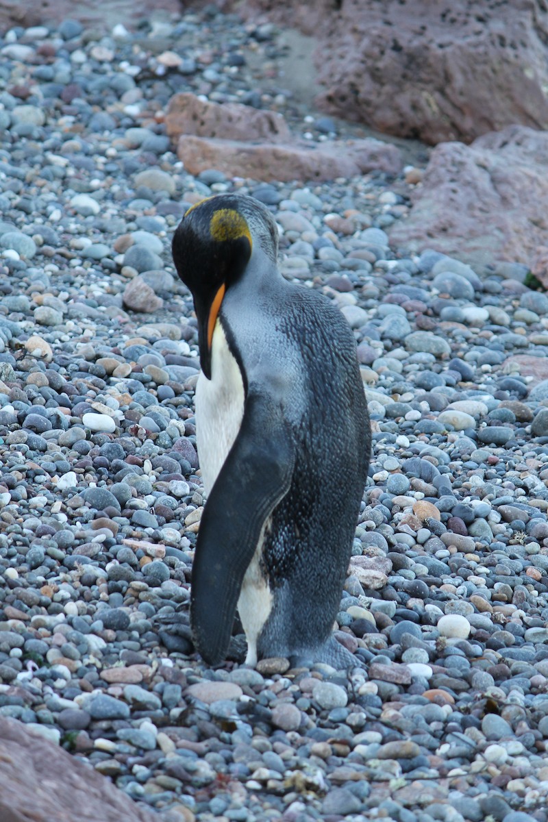 Королевский пингвин - ML56939341