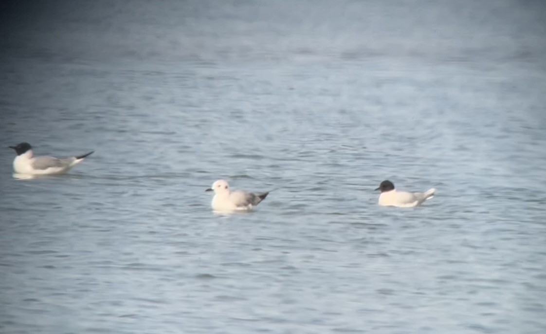 Mouette pygmée - ML569395141