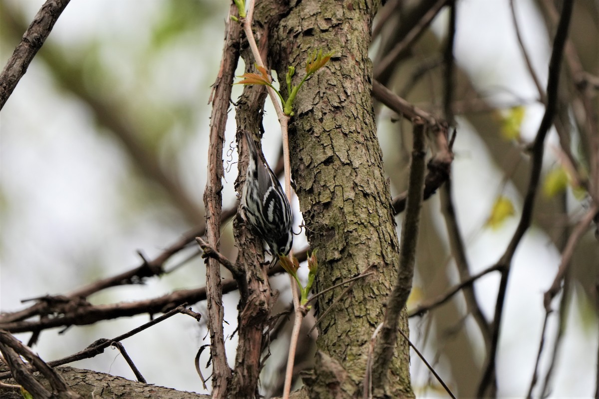 Black-and-white Warbler - Ryan Trayner