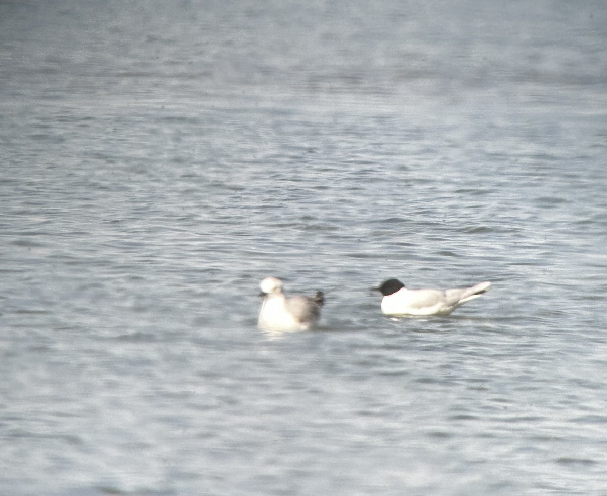 Mouette pygmée - ML569396831