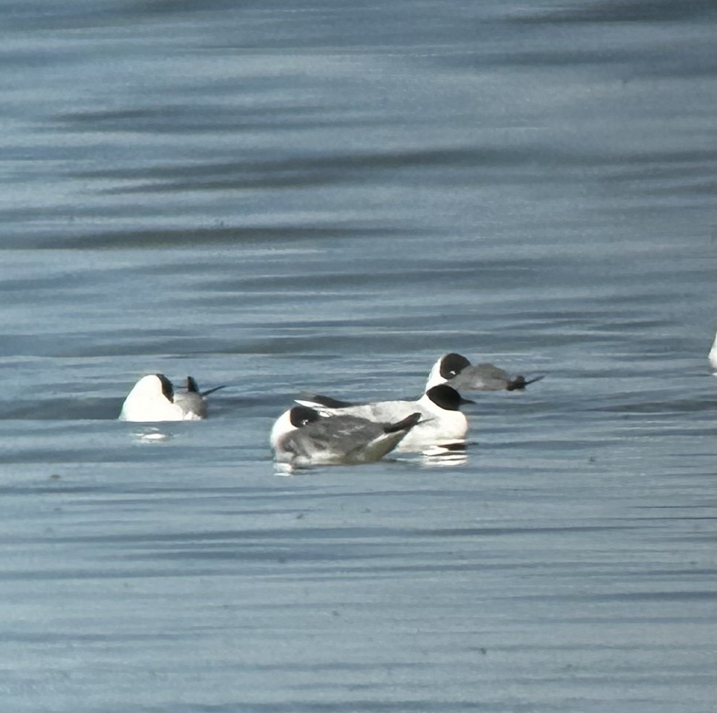 Gaviota Enana - ML569396841