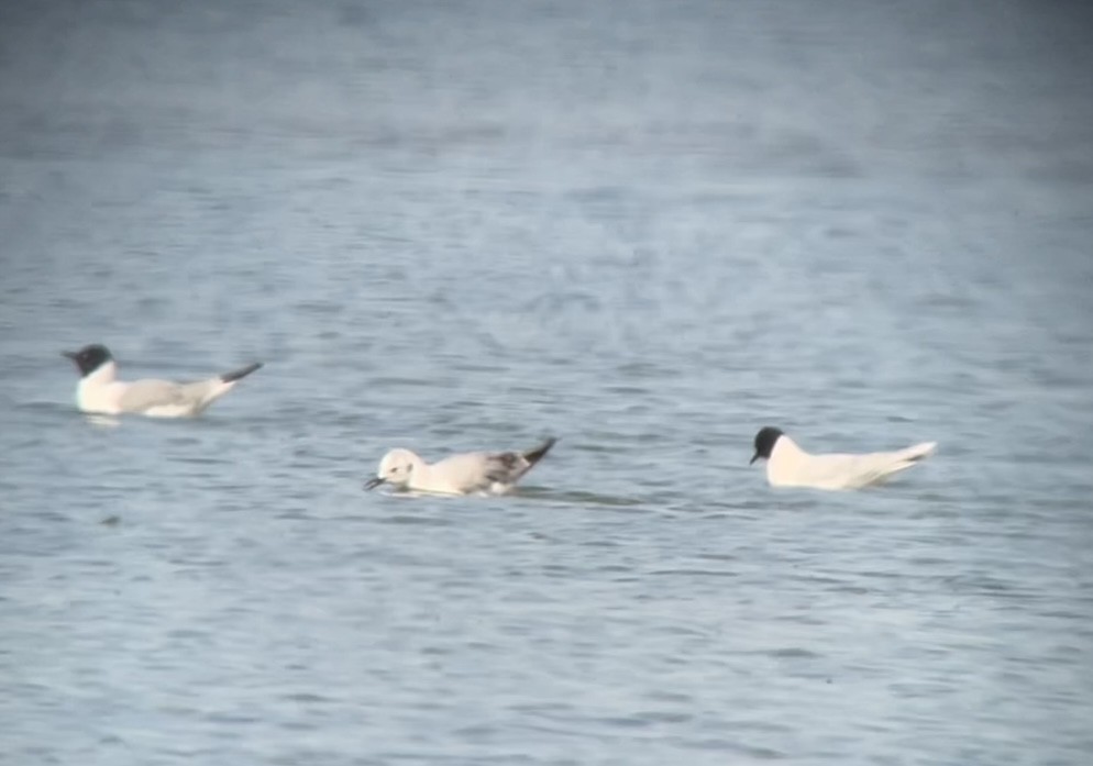 Mouette pygmée - ML569396851