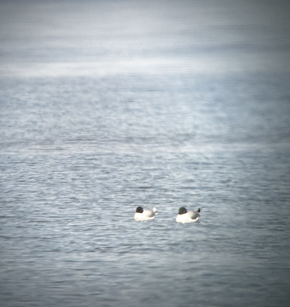 Gaviota Enana - ML569396861