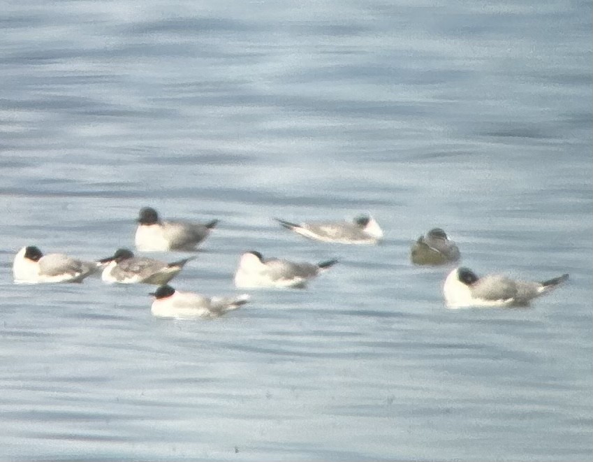 Mouette pygmée - ML569396871