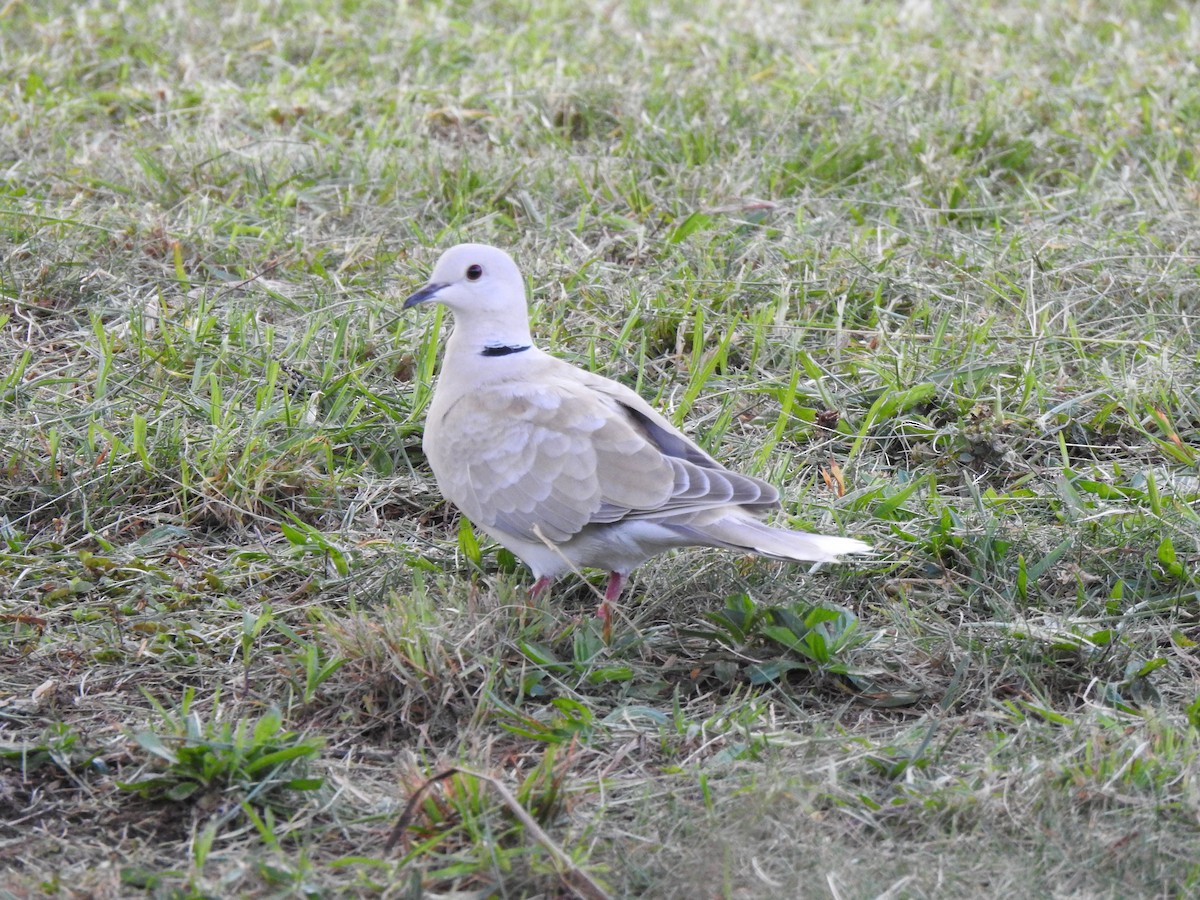 African Collared-Dove - ML569397241