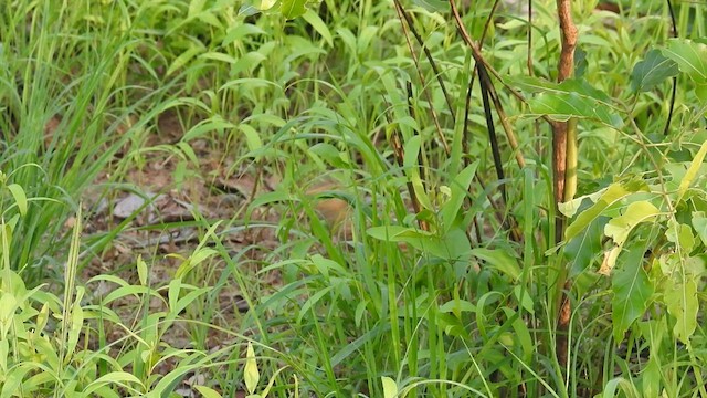 White-throated Francolin - ML569397591