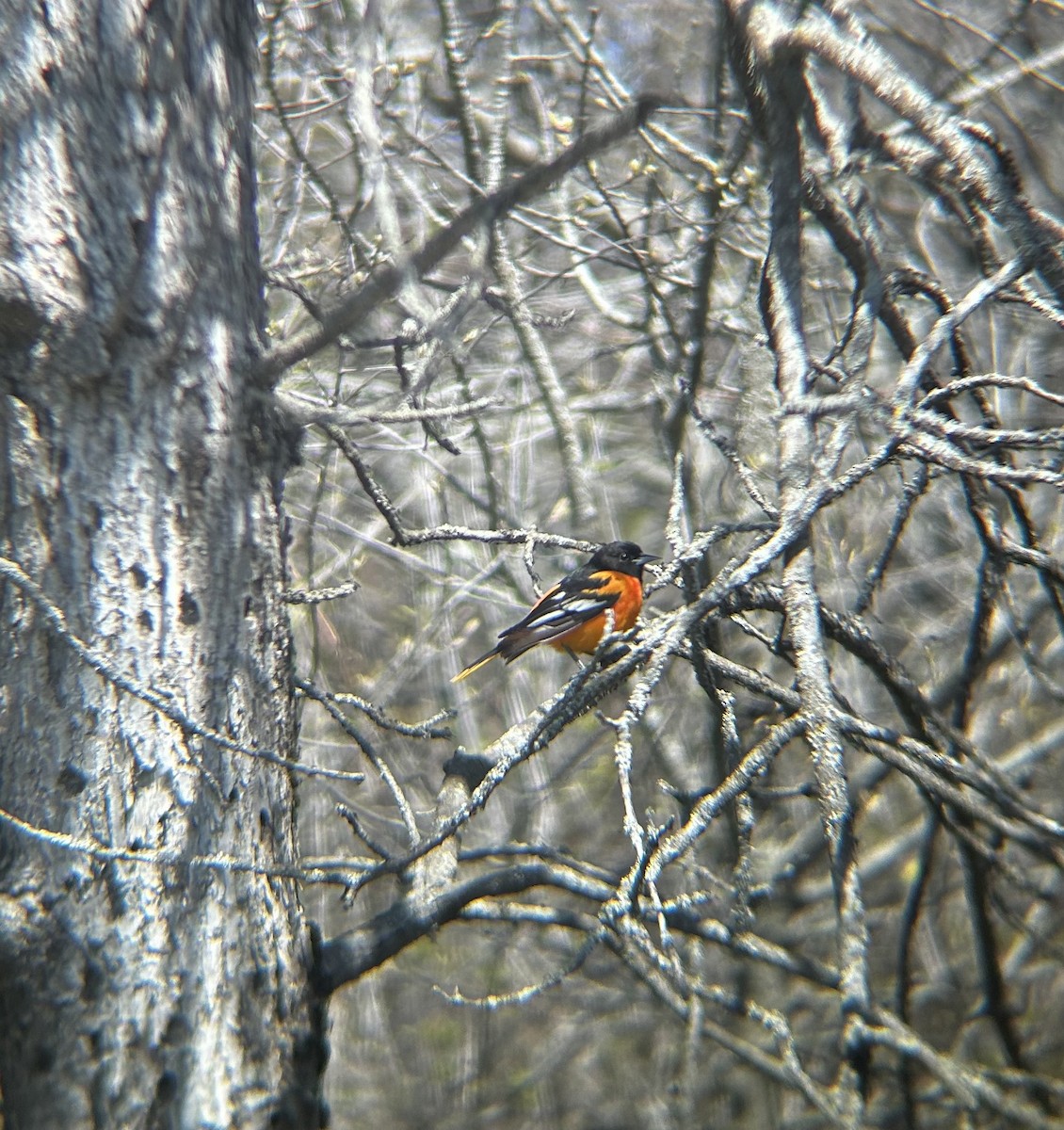 Baltimore Oriole - ML569398471