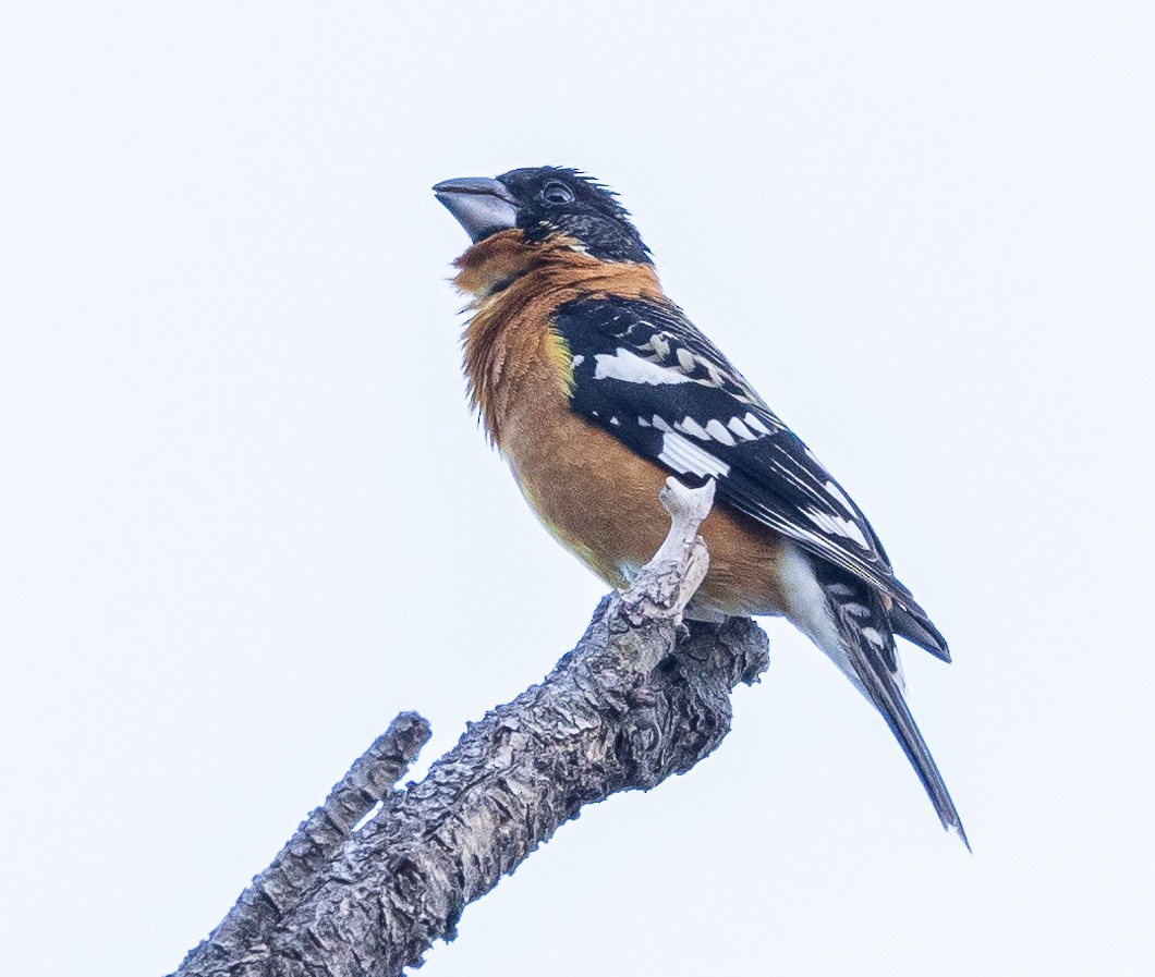 Black-headed Grosbeak - ML569398671