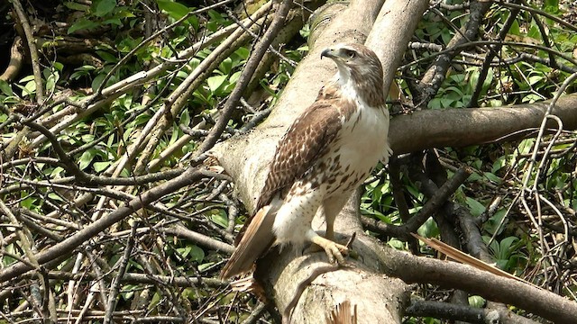 Red-tailed Hawk - ML569400031