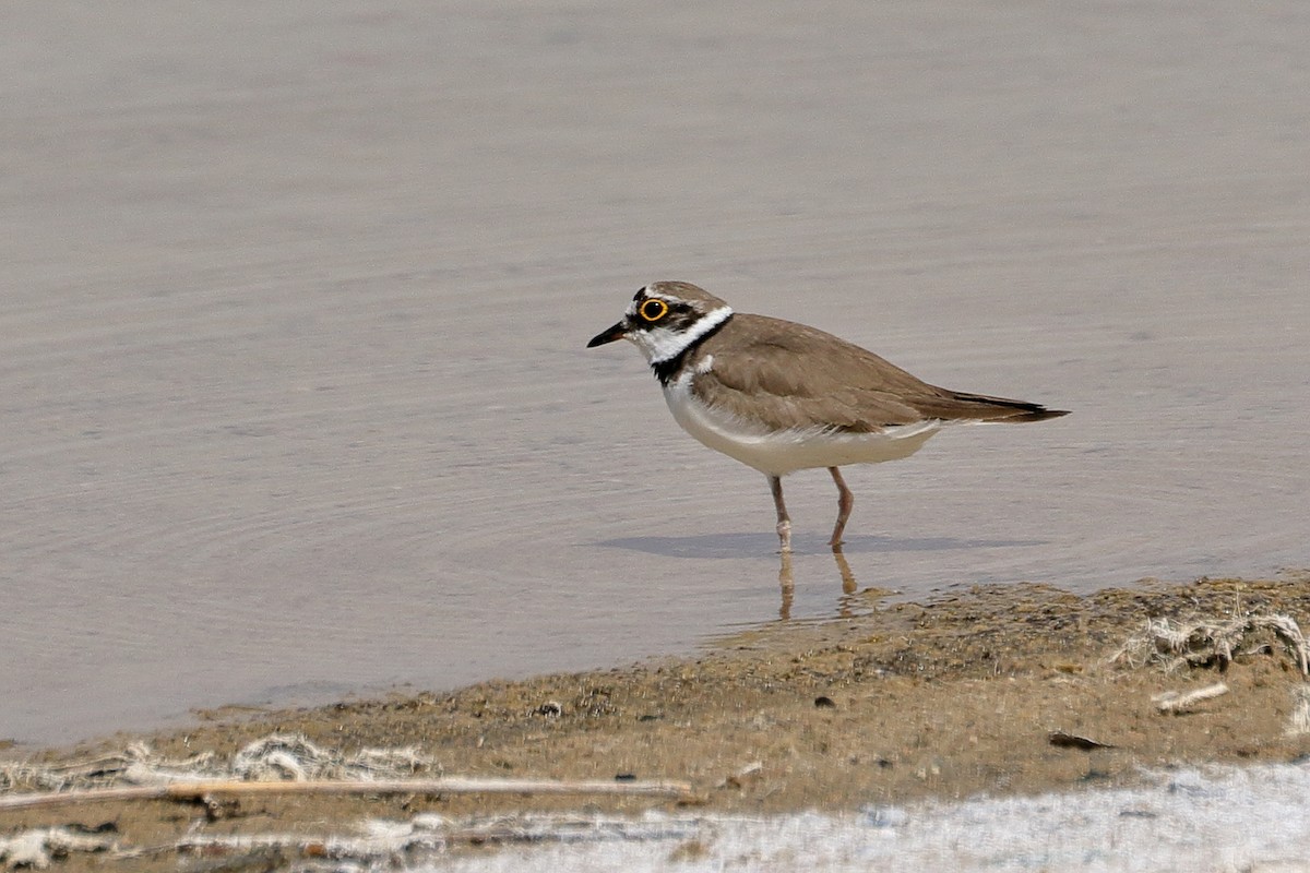 Little Ringed Plover - ML569401081