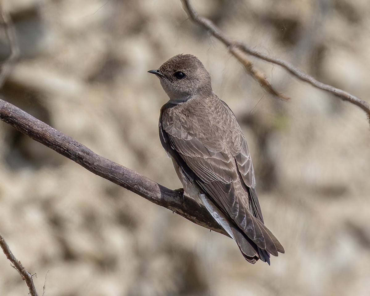 Northern Rough-winged Swallow - ML569402191