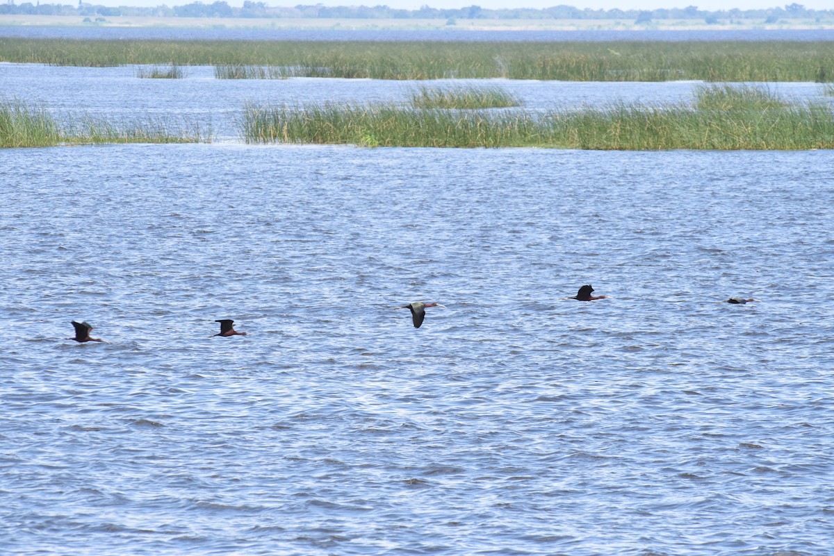 Glossy Ibis - ML569402211