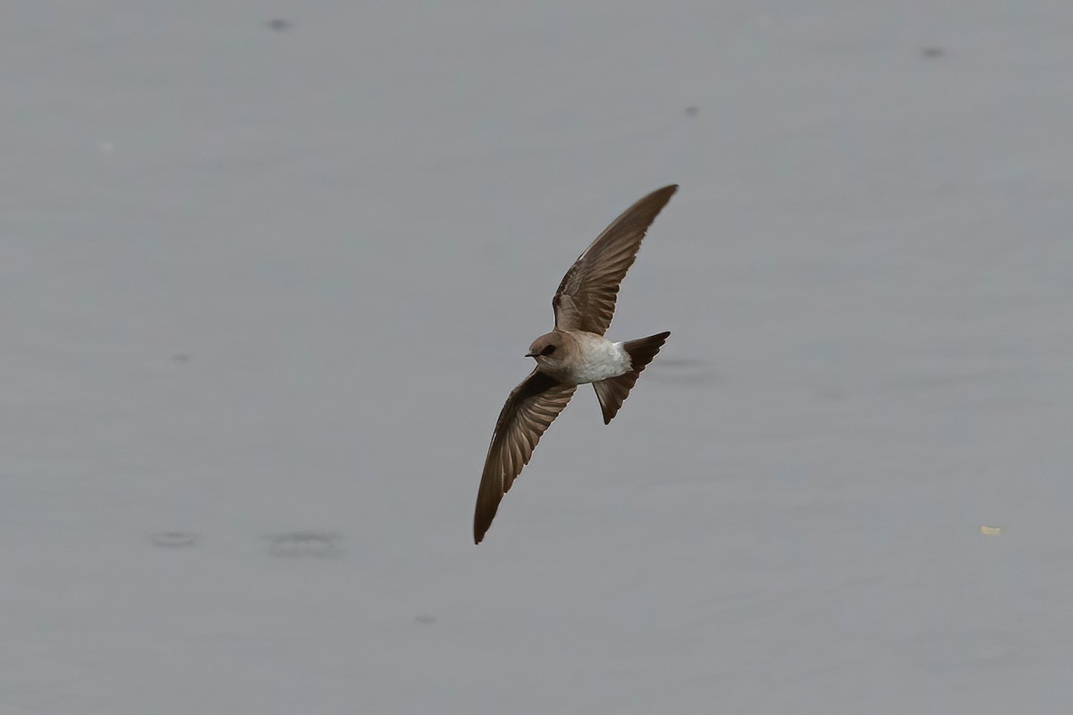 Northern Rough-winged Swallow - ML569402531