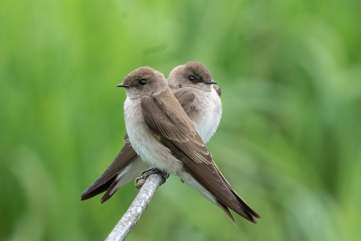 Northern Rough-winged Swallow - ML569402541