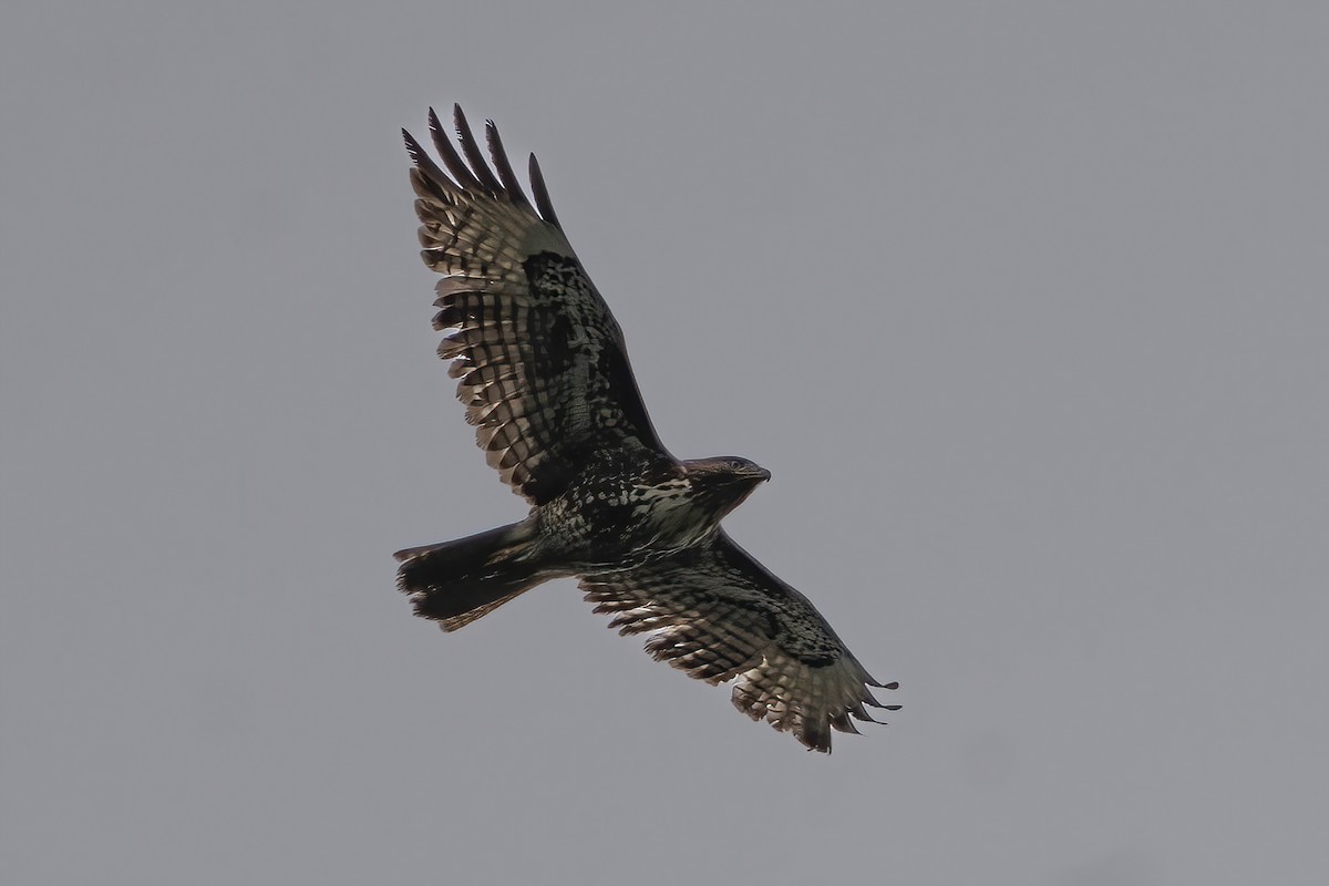 Red-tailed Hawk - ML569402671