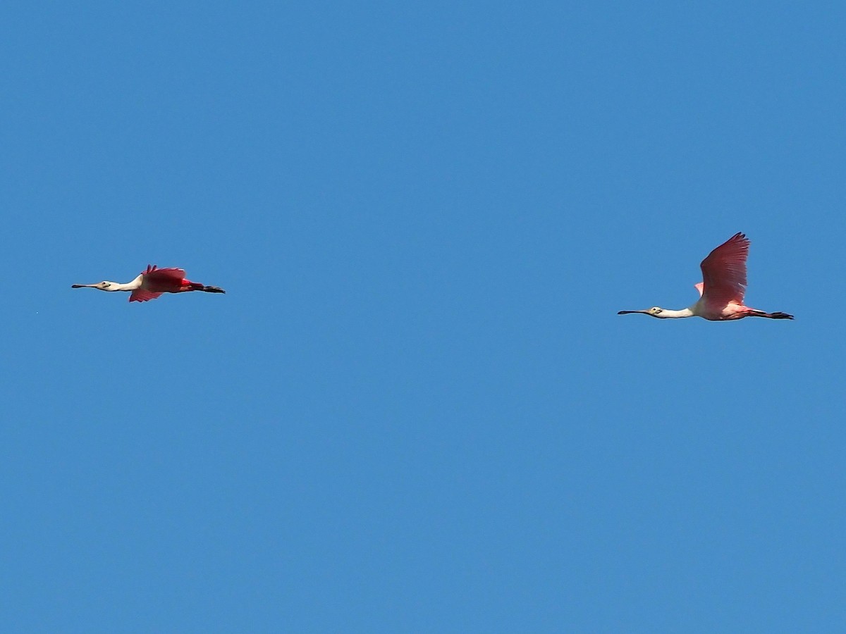 Roseate Spoonbill - John LeClaire