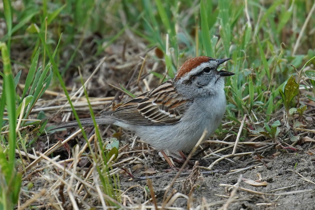 Chipping Sparrow - ML569403841