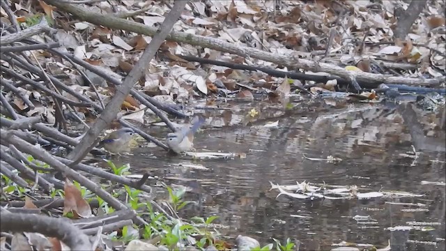 Blue-winged Minla - ML569405521
