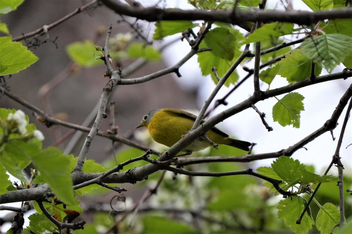 Nashville Warbler - ML569406651