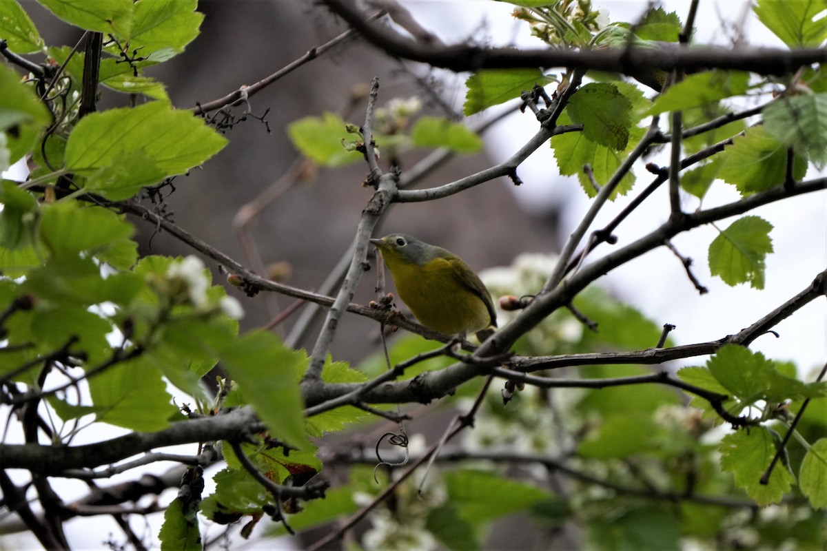 Nashville Warbler - Ryan Trayner