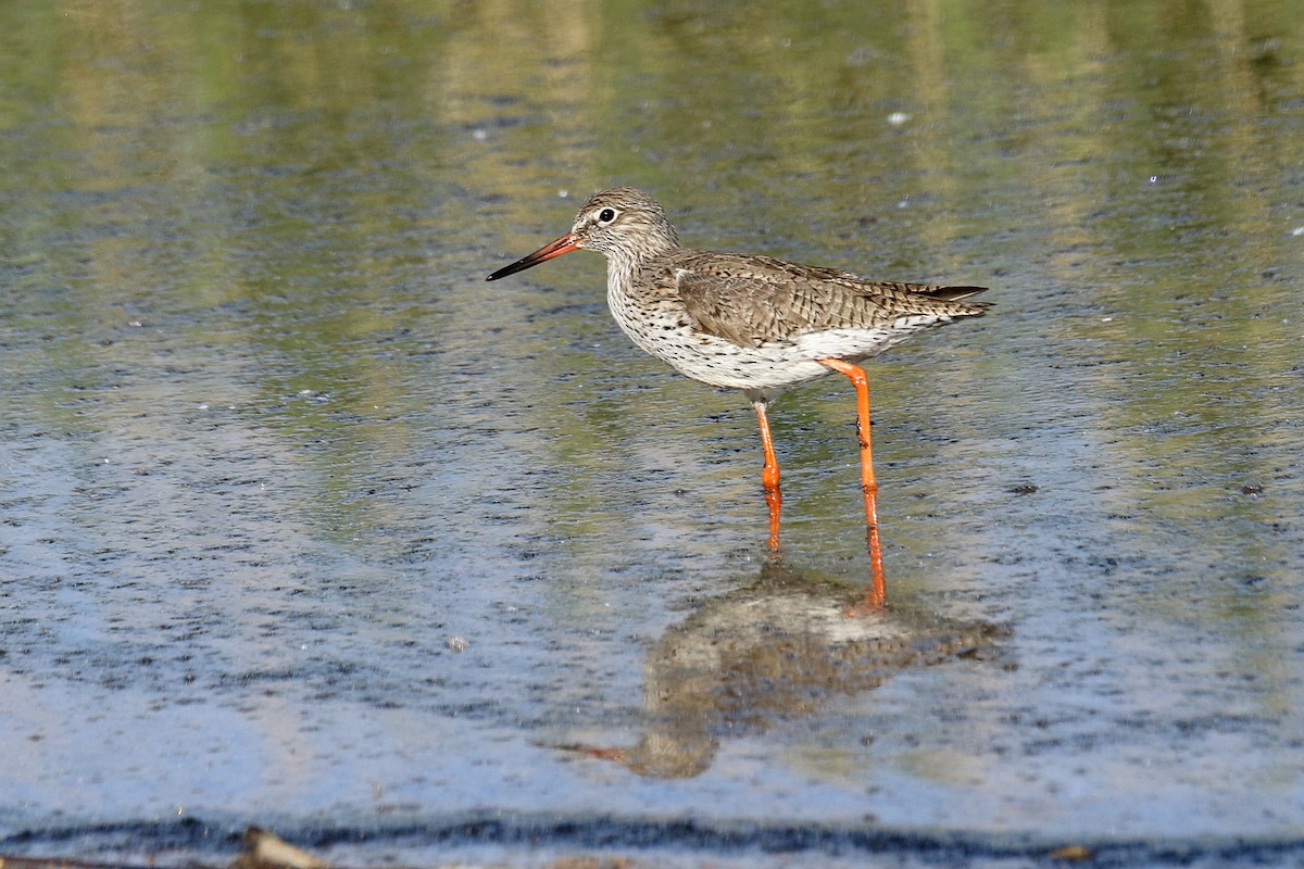 Common Redshank - ML569409251