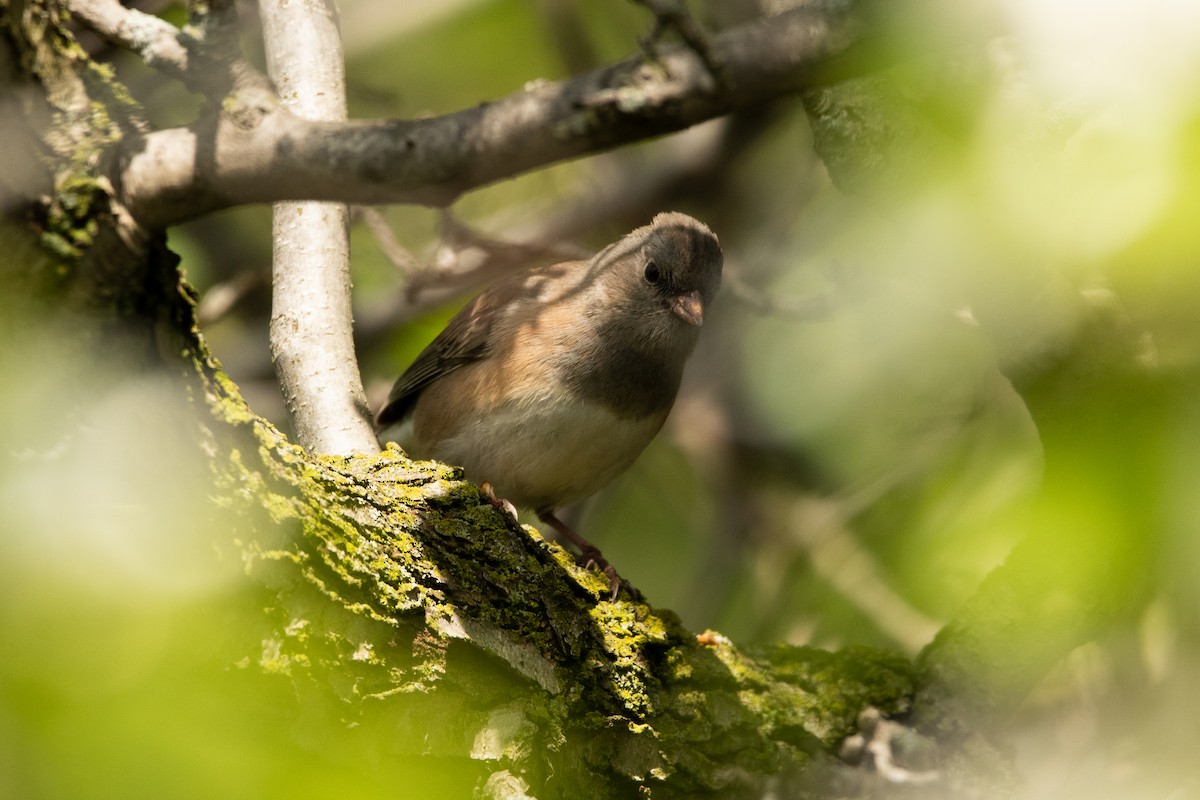 Dark-eyed Junco (Slate-colored) - ML569411551