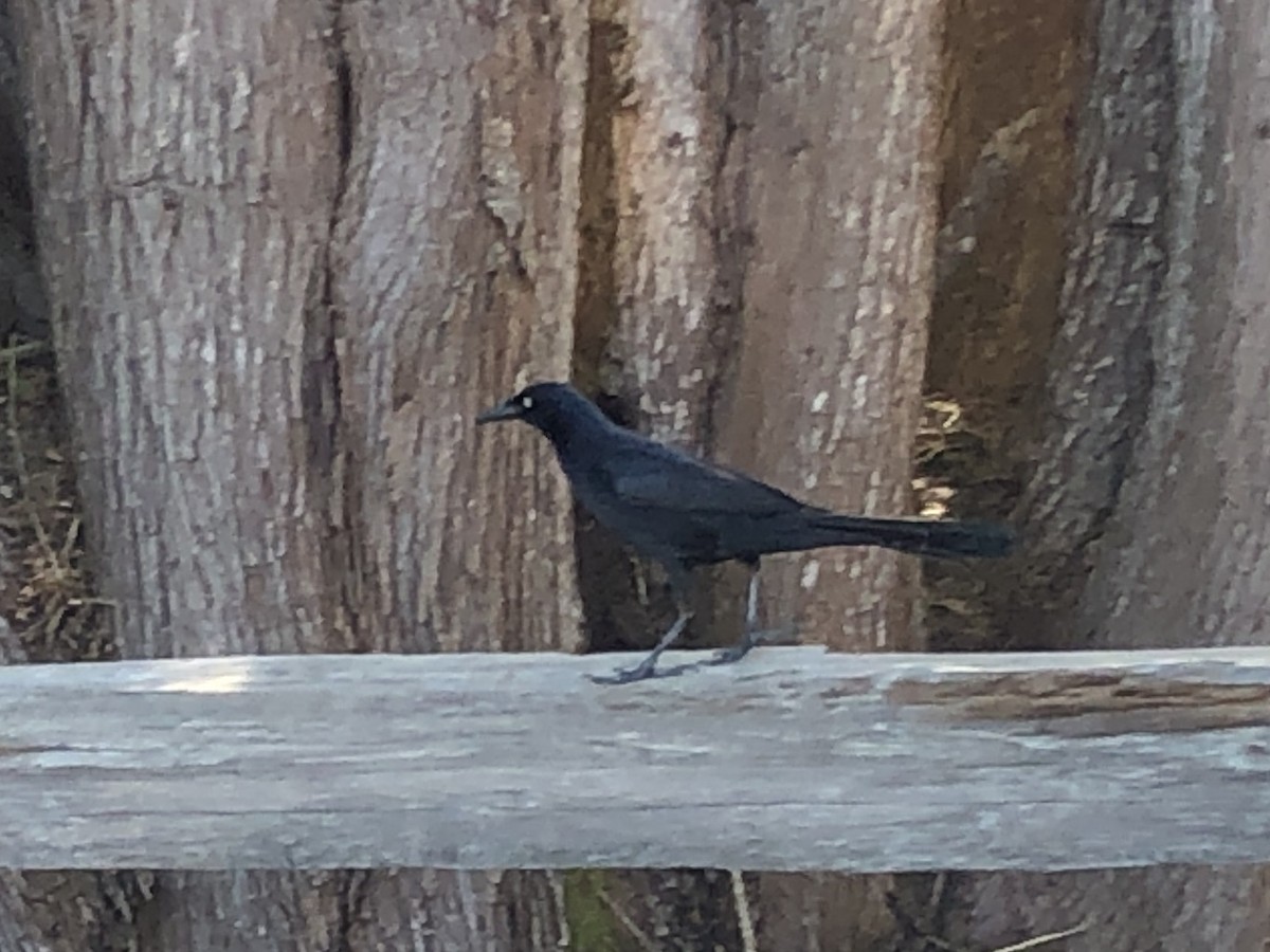 Great-tailed Grackle - ML569411601