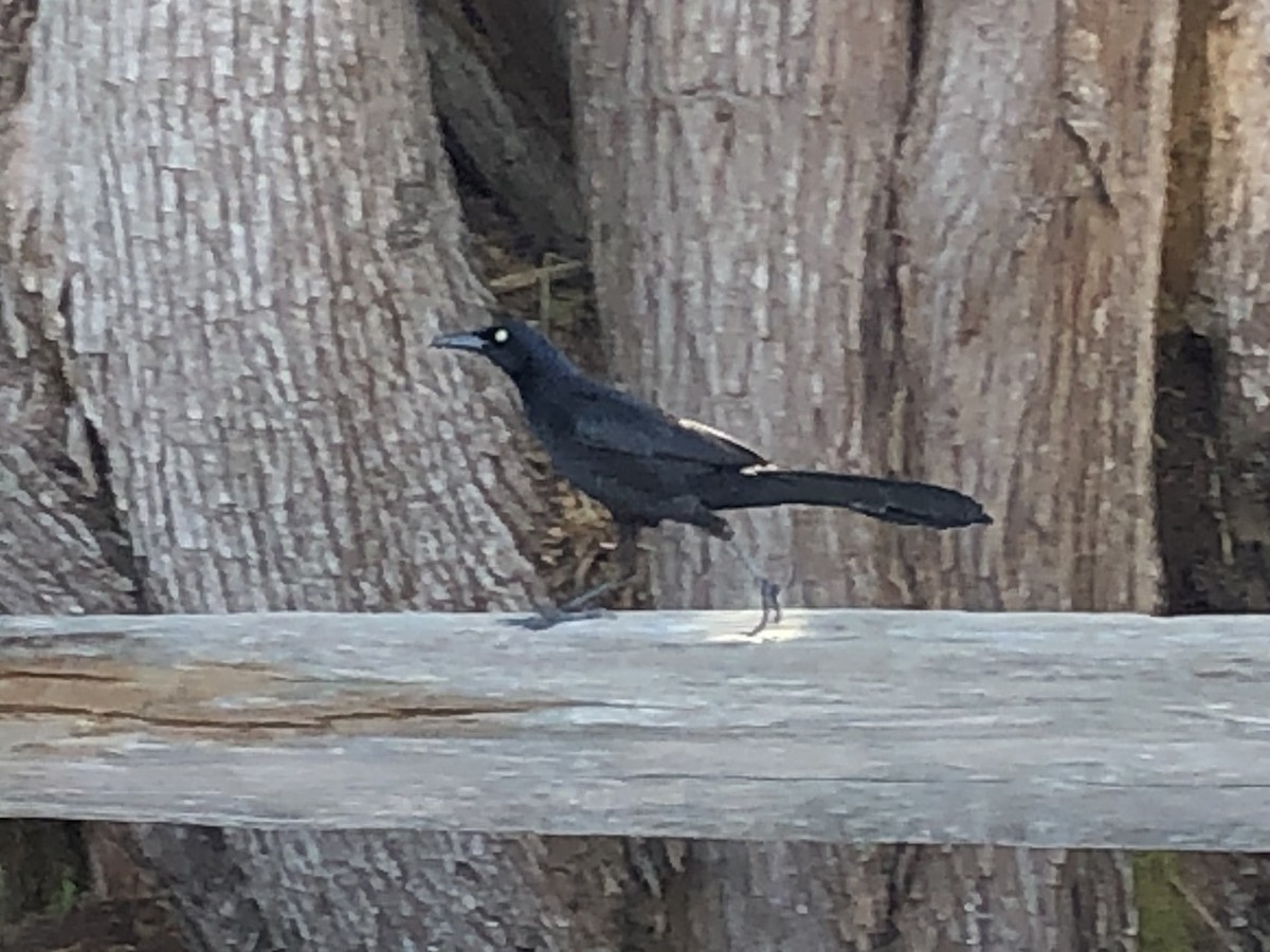 Great-tailed Grackle - ML569411611