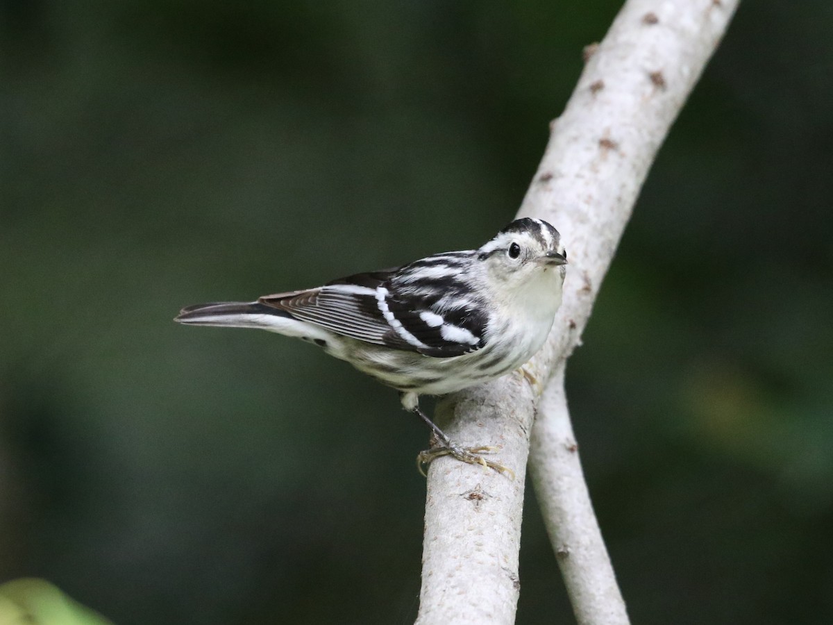 Black-and-white Warbler - Steve Calver