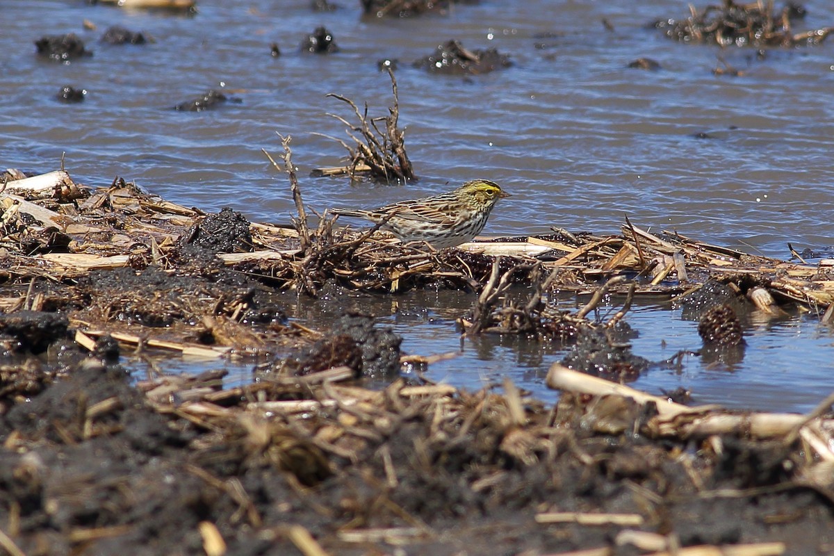 Savannah Sparrow - ML56941331