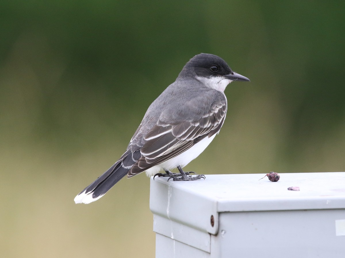 Eastern Kingbird - ML569413471