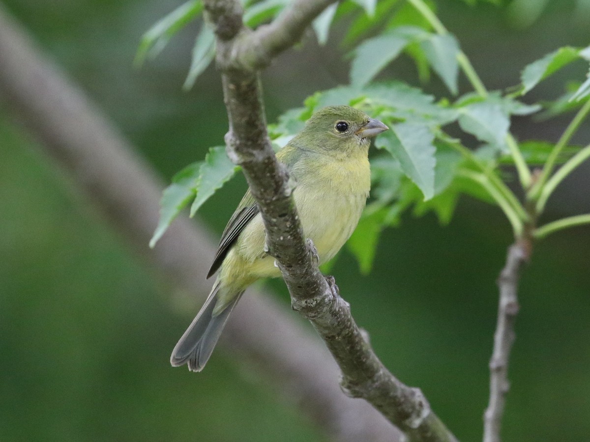 Painted Bunting - ML569413691