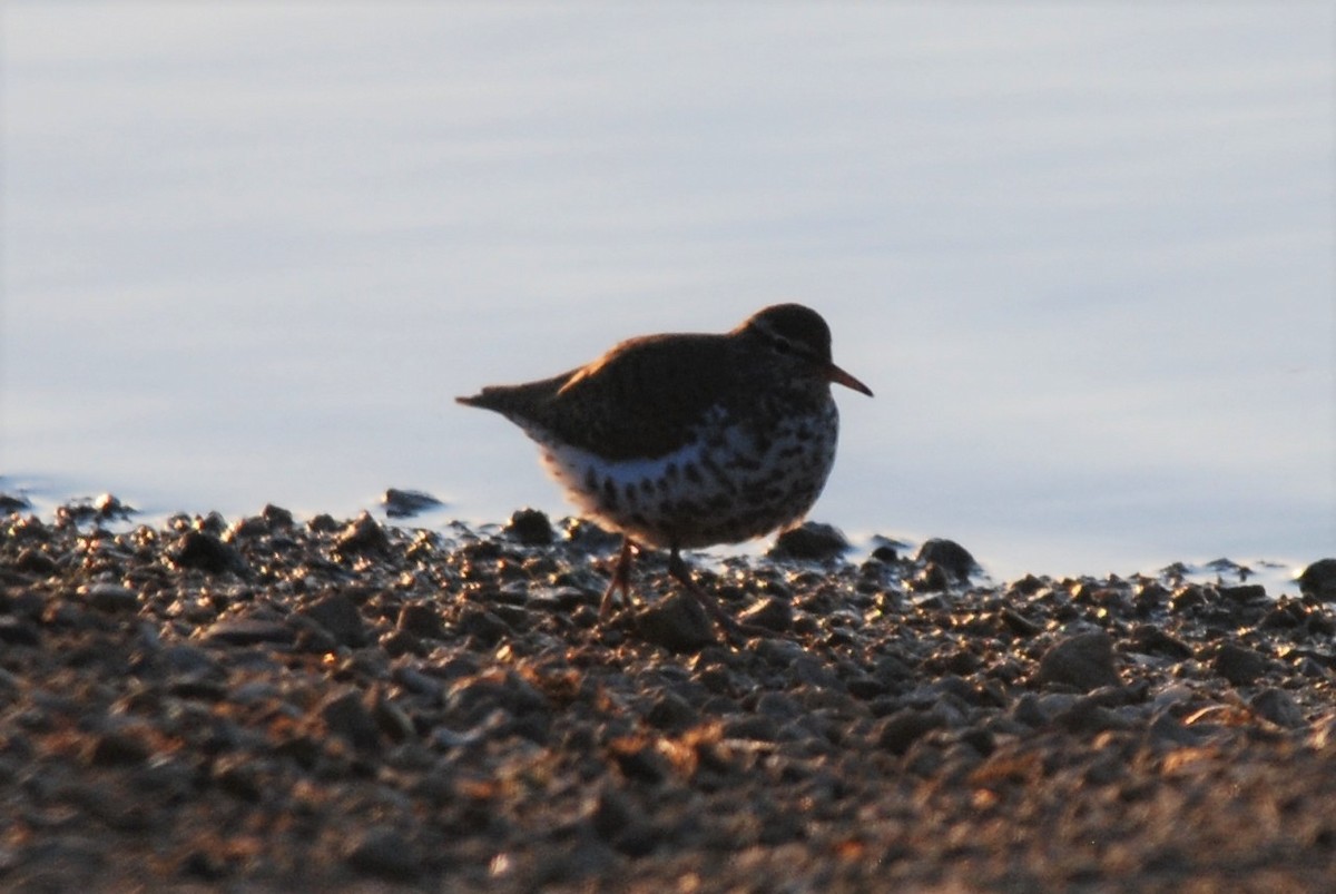 Spotted Sandpiper - ML56941441